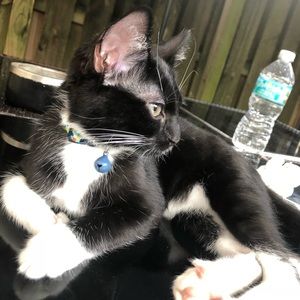 Meet your Posher, Ioionela